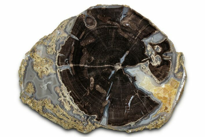 Petrified Wood (Schinoxylon) Round - Blue Forest, Wyoming #334992